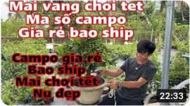 Báo giá mã số mai vàng và 1 số loại mai vàng hàng chơi tết