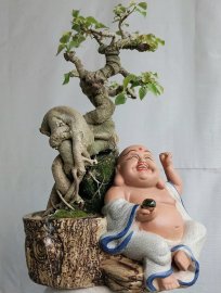 Bồ đề Bình Định