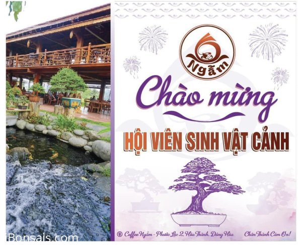 Chợ phiên trưng bày Bonsai trung và mini (Kết thúc)