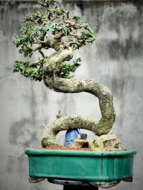 Cây duối, hoàng anh mộc mini dòng khai thác làm lâu năm