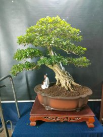 Bonsai lũa đẹp giá mềm, mời các anh chị vào xem live ủng hộ nhé!