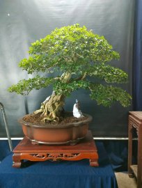 Bonsai lũa đẹp giá mềm, mời các anh chị vào xem live ủng hộ nhé!