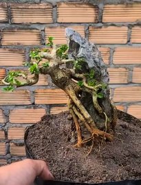 Sam hương indo. Gl giá mềm