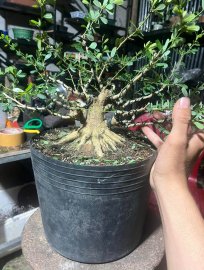Phôi linh sam đế đẹp vài trăm