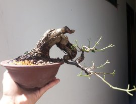 Em là Xuân Hoa ( Mút Mật )...
