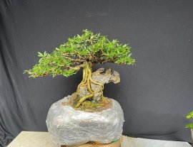 Linh và đá bán đá tặng cây