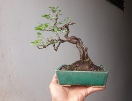 Me Keo siêu mini...