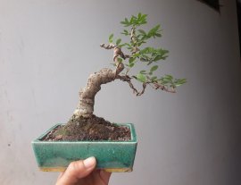 Me Keo siêu mini...