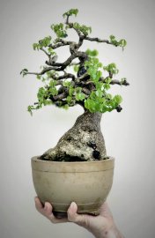 Cây trắc nhỏ để bàn già đẹp