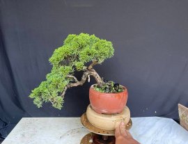 Shimpaku về tạo dáng theo ý thich ạk