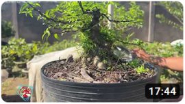 Báo giá 30 mã số mai chiếu trung trung nu