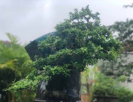 Linh sam gl