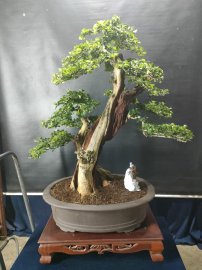 Bonsai lũa đẹp giá mềm, mời các anh chị vào xem live ủng hộ nhé!