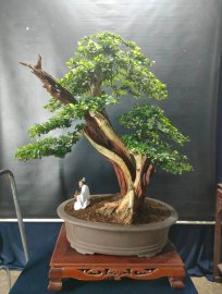 Bonsai lũa đẹp giá mềm, mời các anh chị vào xem live ủng hộ nhé!