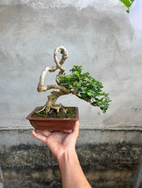 Mấy cái co phê