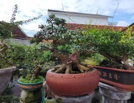 Hải châu lá nhỏ song cầu gl