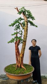 Trắc nghệ