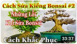 How to fix bonsai #2