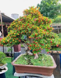 Chia sẻ vài tp hàng đại ae cung thưỡng lãm
