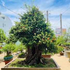 Chia sẻ vài tp hàng đại ae cung thưỡng lãm