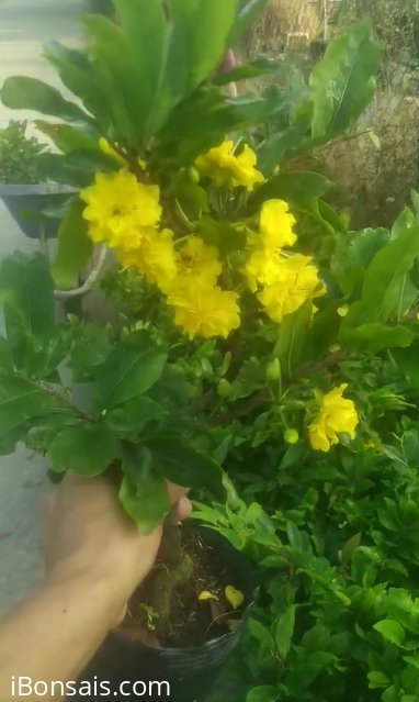 Đẹp giá rẻ mini đẹp để bàn chơi Tết