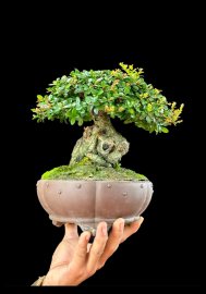 Củ hải châu lá rí để dành chơi không bao h phí