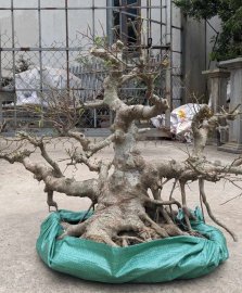 Sanh quê già mốc rồi