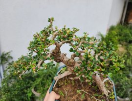 Sam núi khai thác đọt đỏ giao lưu