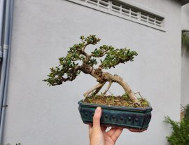 Sam núi khai thác đọt đỏ giao lưu
