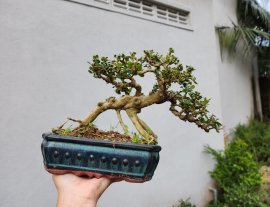 Sam núi khai thác đọt đỏ giao lưu
