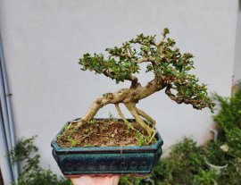 Sam núi khai thác đọt đỏ giao lưu