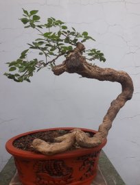 Em Ngũ Sắc vàng ghép với đường thân lắc khéo...