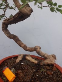 Em Ngũ Sắc vàng ghép với đường thân lắc khéo...