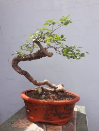 Em Ngũ Sắc vàng ghép với đường thân lắc khéo...