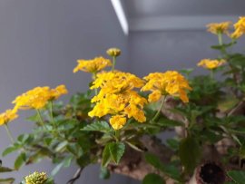 Em Ngũ Sắc vàng ghép với đường thân lắc khéo...