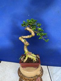 Sam Hương mini quái