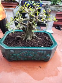 Cây đẹp chậu tàu