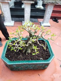 Cây đẹp chậu tàu