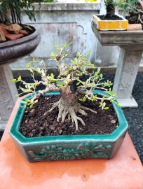 Cây đẹp chậu tàu
