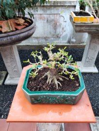 Cây đẹp chậu tàu