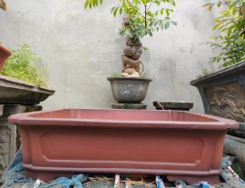 Một Số Mẫu Chậu Tại Cửa Hàng Phục Vụ Ace Trong Dịp Tết 2024