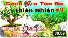 Cách sửa tàn đa thiên nhiên #3
