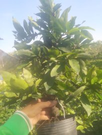 Bonsai mini để bàn bán số lượng 100k