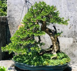 Gl vài TP Linh sam ae về chơi tết