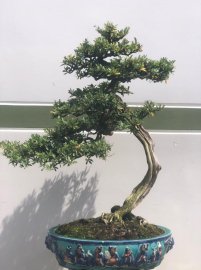 Gl vài TP Linh sam ae về chơi tết