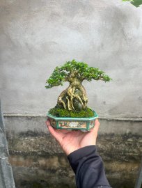 Sam Hương bám đá
