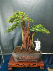Bonsai lũa đẹp giá mềm, mời các anh chị vào xem live ủng hộ nhé!