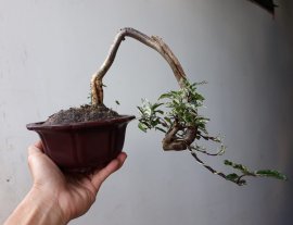 Em là Mai lá cẩm thạch zin...