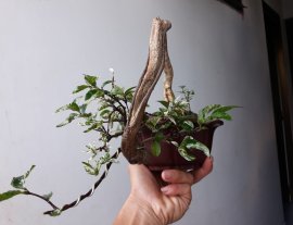 Em là Mai lá cẩm thạch zin...