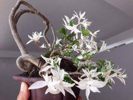 Em là Mai lá cẩm thạch zin...